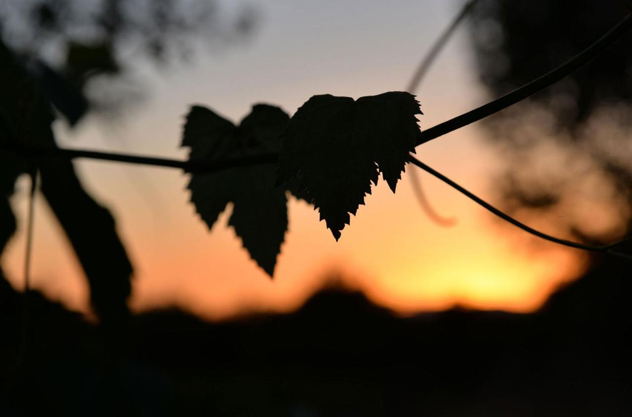 Agriturismo Arte Et Agricoltura Tuscania Kültér fotó