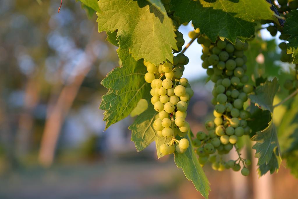 Agriturismo Arte Et Agricoltura Tuscania Kültér fotó